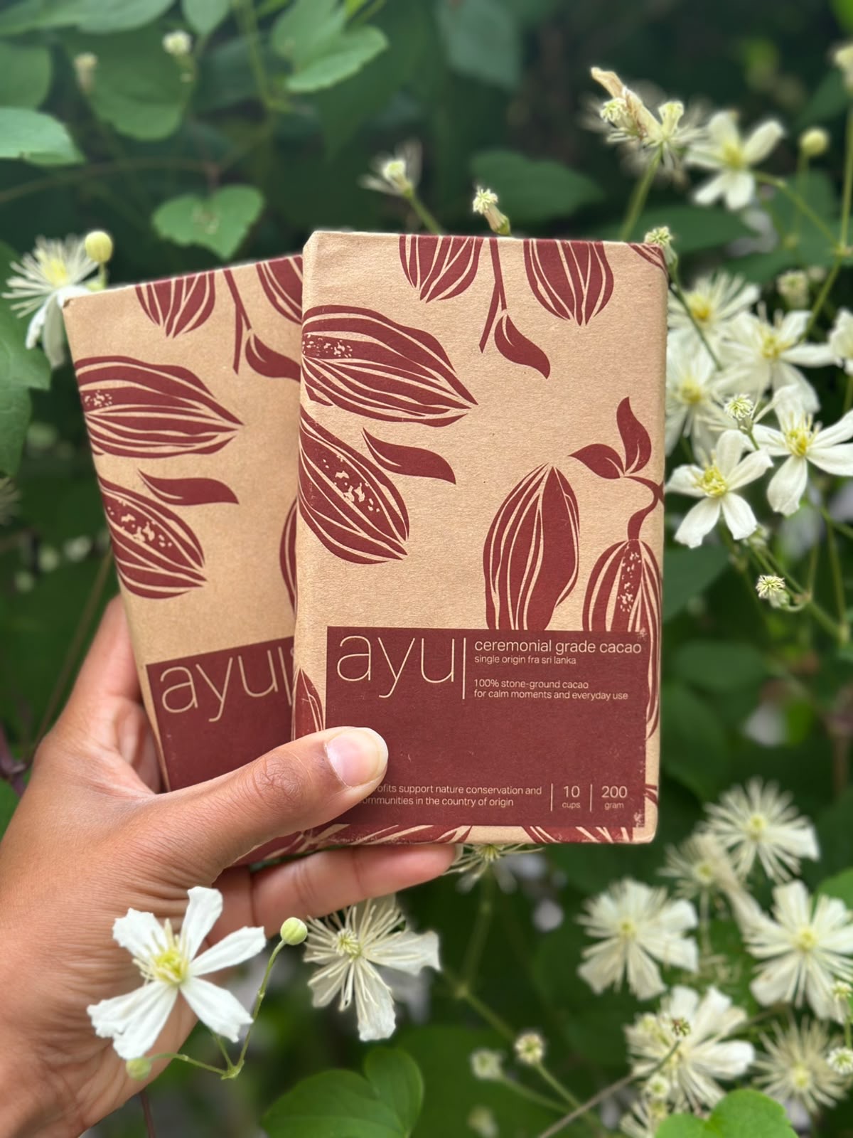 ayu cacao, picture 6